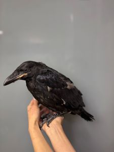 Розмовляючий ворон крук, ручний ворон