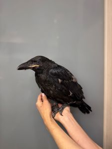 Розмовляючий ворон крук, ручний ворон