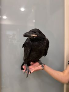 Розмовляючий ворон крук, ручний ворон
