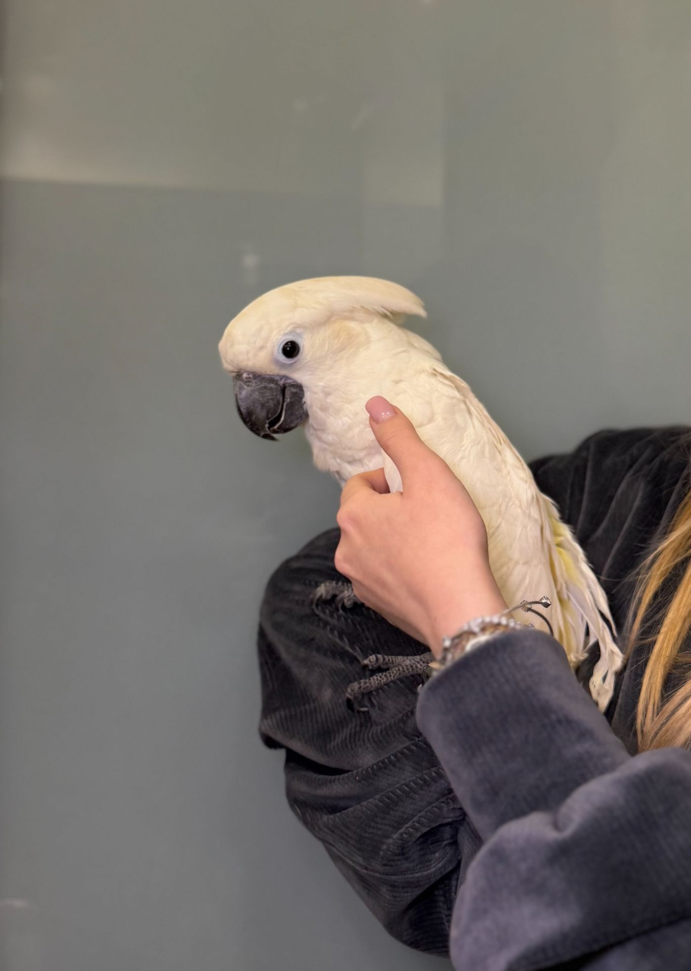 Білохохлий какаду6 розмовляючі ручні пташенята какаду