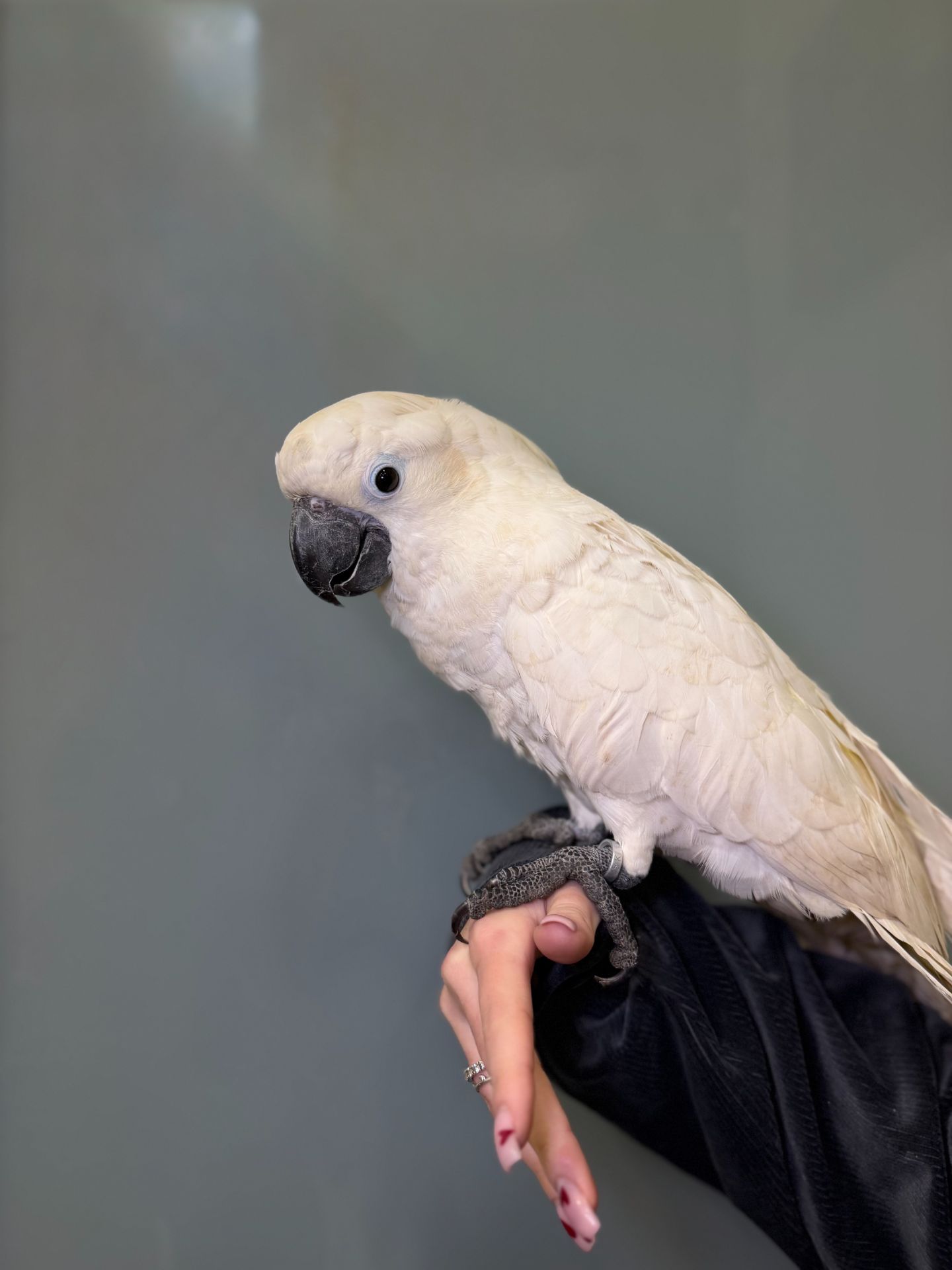 Білохохлий какаду6 розмовляючі ручні пташенята какаду