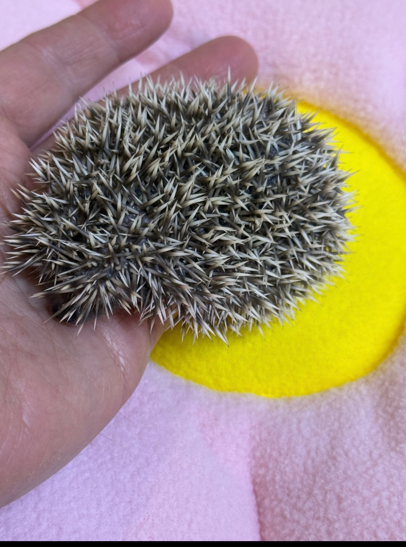 Хлопчики африканського їжака