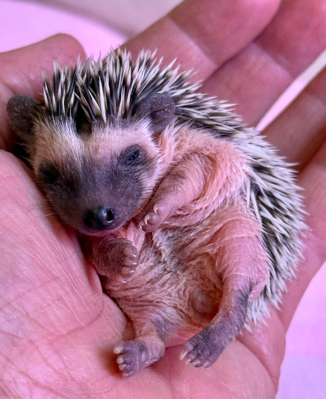 Дівчатка африканського їжачка