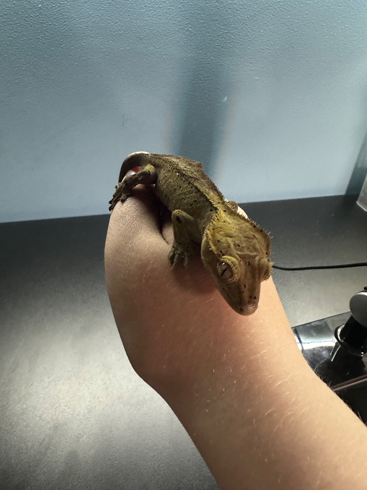 Гекон, бананоїд