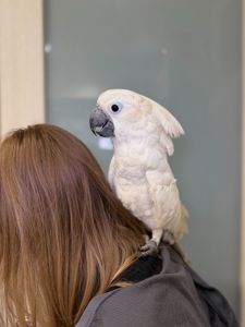 Білохохлий какаду6 розмовляючі ручні пташенята какаду