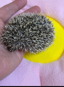 Хлопчики африканського їжака