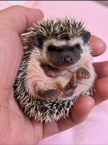 Хлопчики африканського їжака