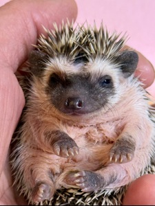 Хлопчики африканського їжака