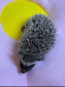 Хлопчики африканського їжака