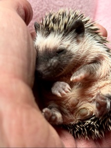 Хлопчики африканського їжака