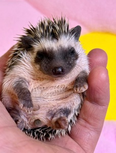 Хлопчики африканського їжака