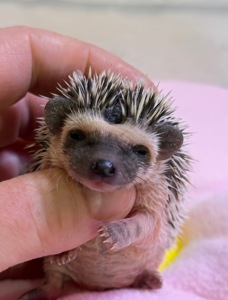 Дівчатка африканського їжачка