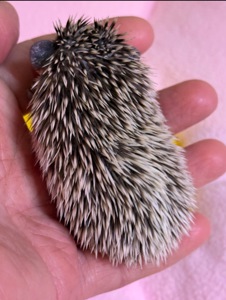 Дівчатка африканського їжачка