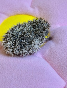 Дівчатка африканського їжачка