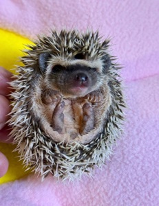 Дівчатка африканського їжачка