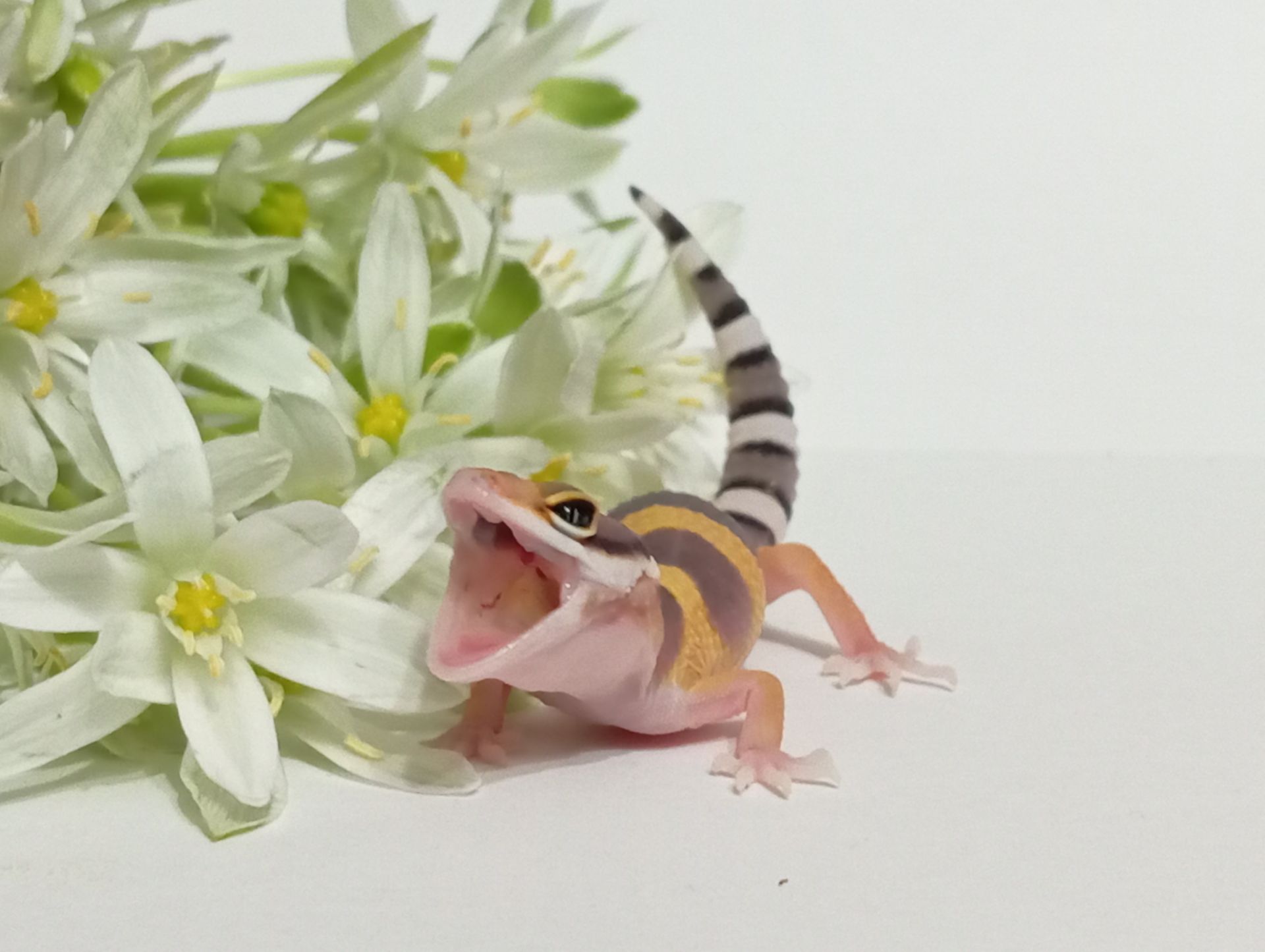 Леопардовый геккон эублефар