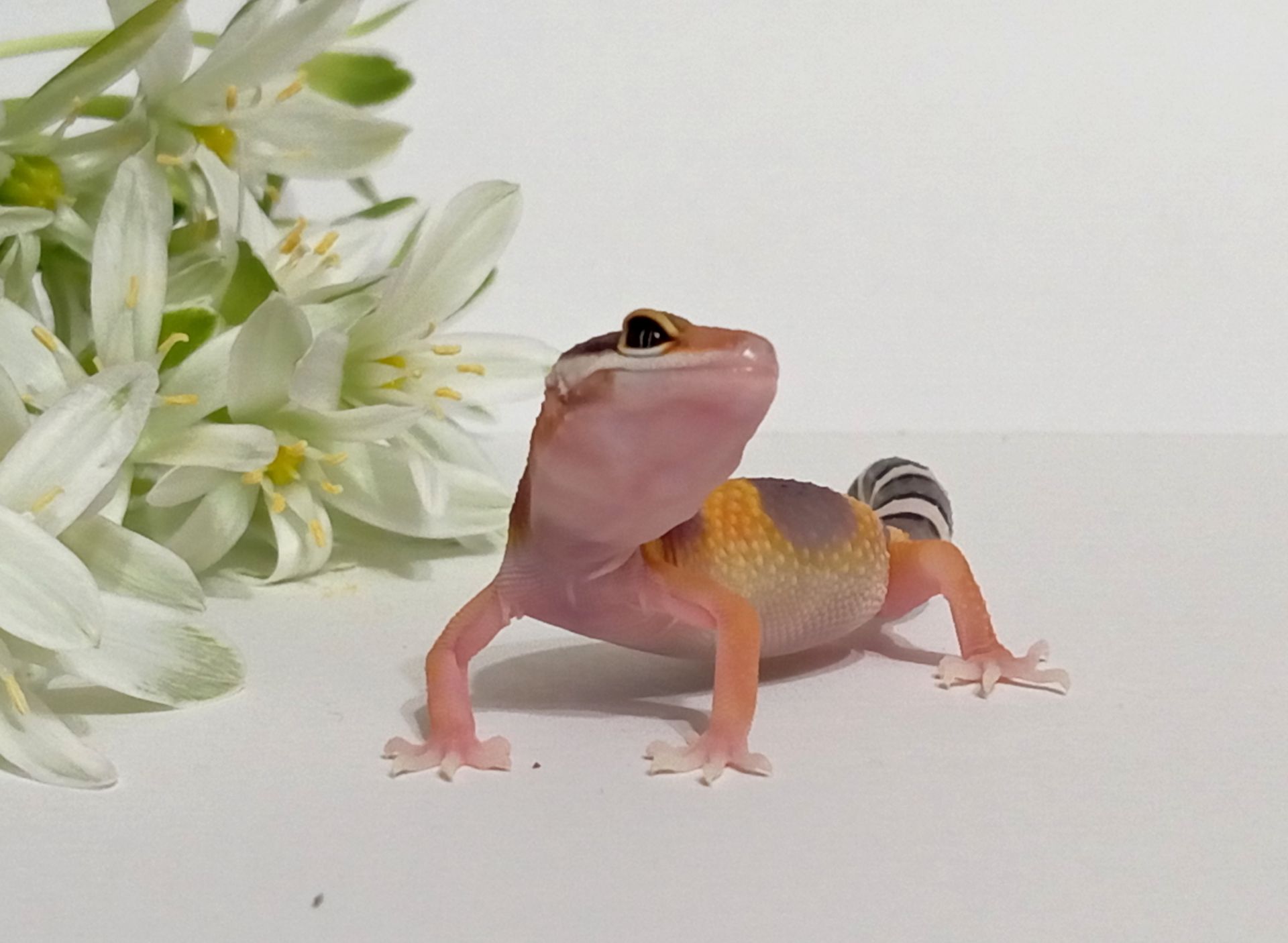 Леопардовый геккон эублефар