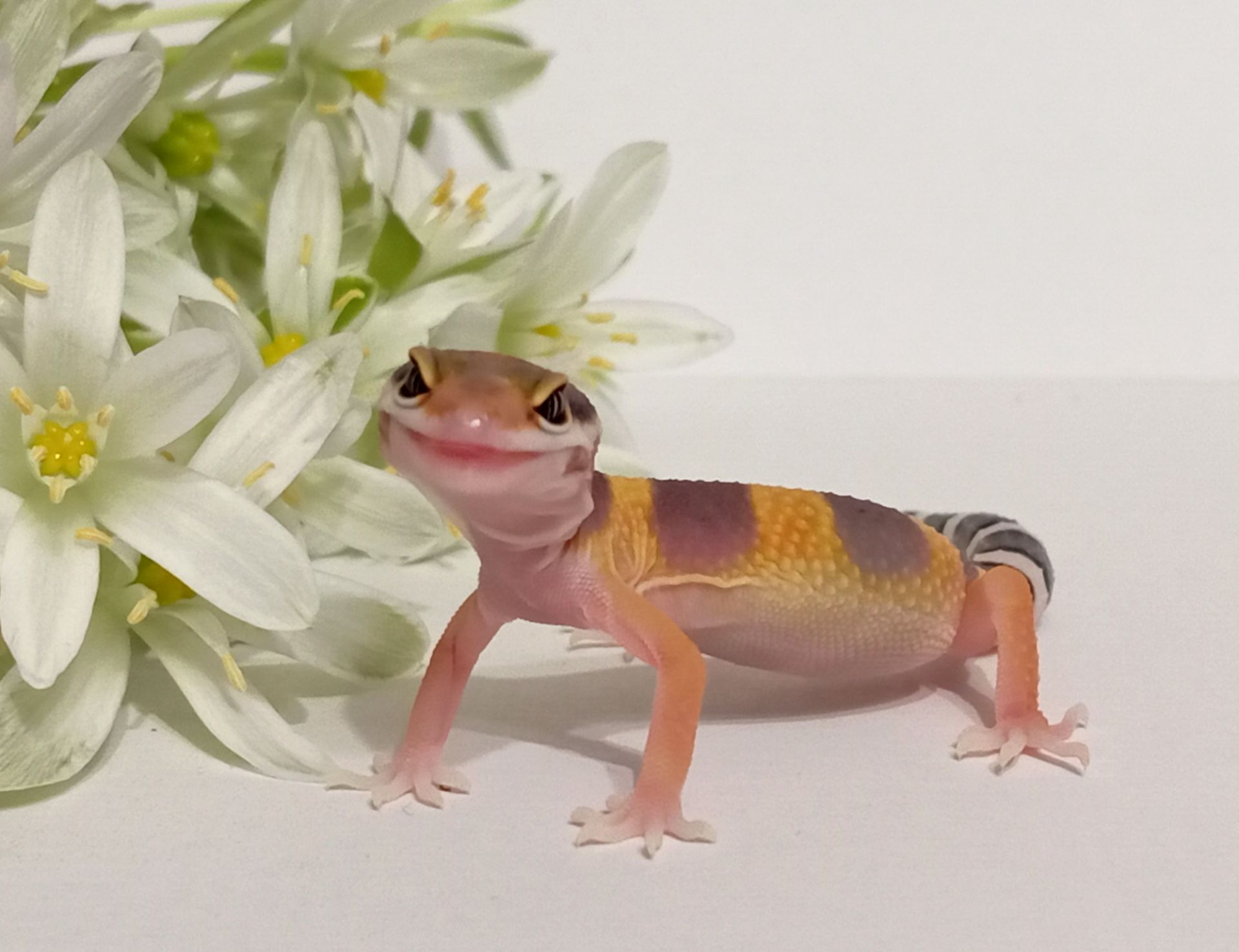 Леопардовый геккон эублефар