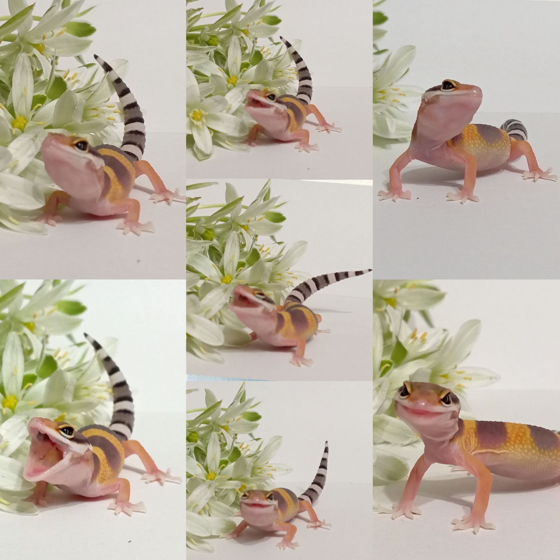 Леопардовый геккон эублефар