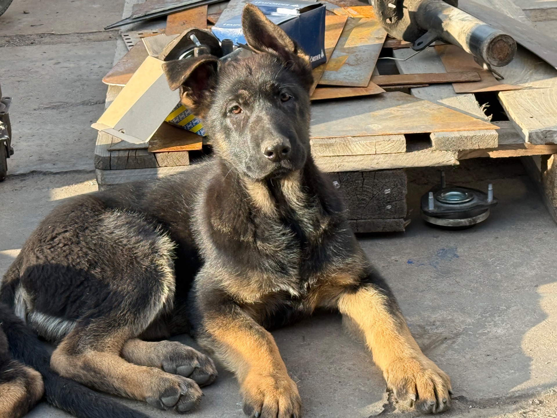 Цуценята німецької вівчарки