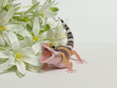 Леопардовый геккон эублефар