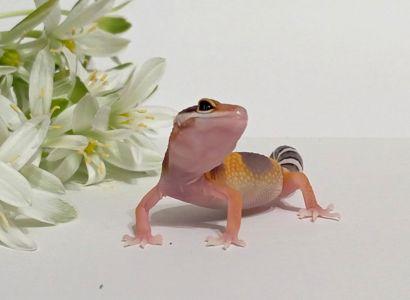 Леопардовый геккон эублефар