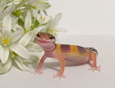 Леопардовый геккон эублефар