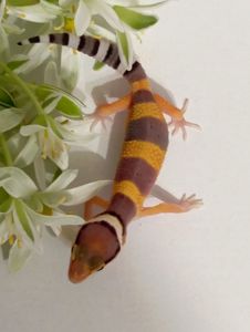 Леопардовый геккон эублефар