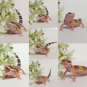 Леопардовый геккон эублефар