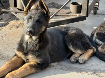 Цуценята німецької вівчарки