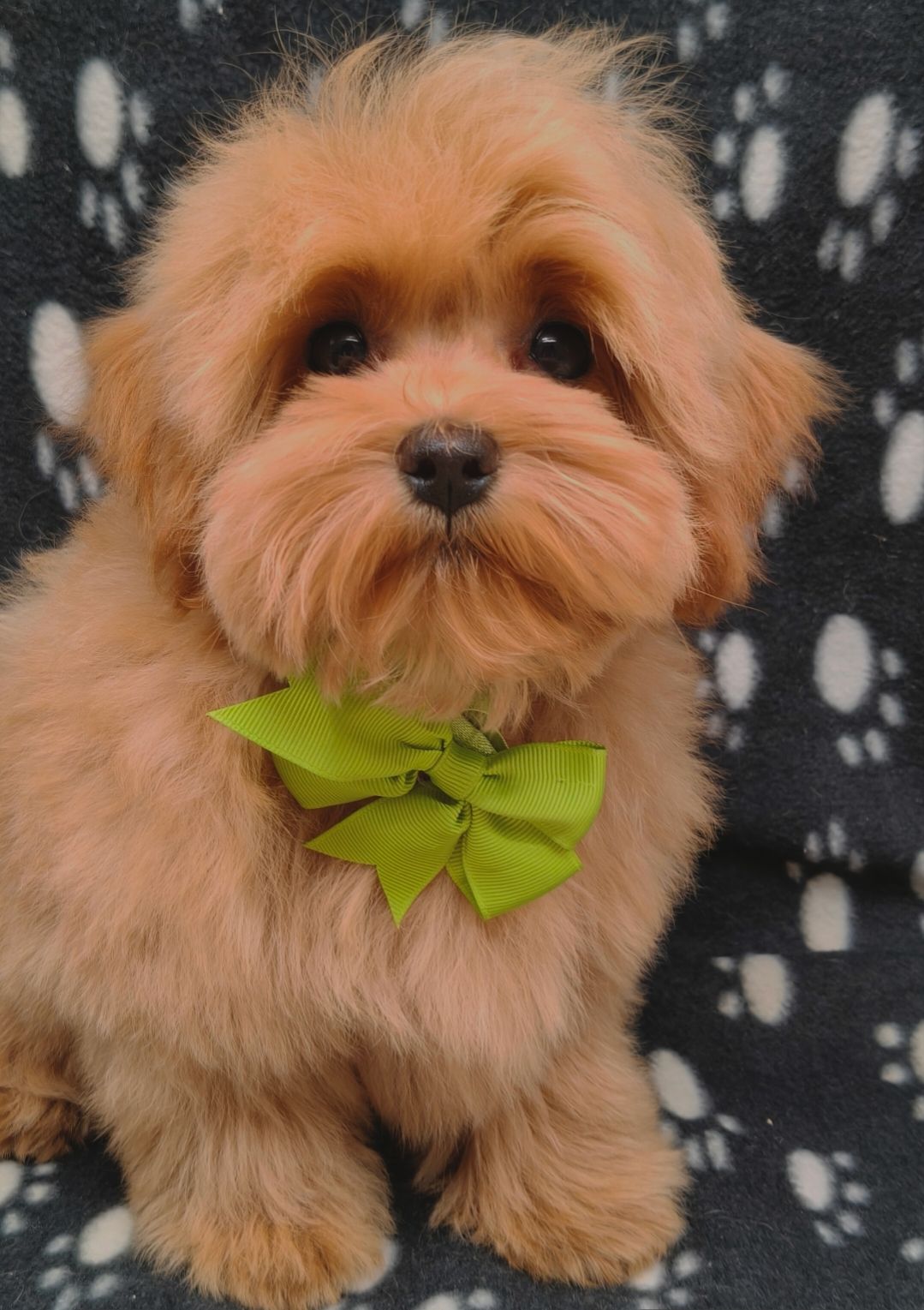 Замечательные щенки Мальтипу ф-1