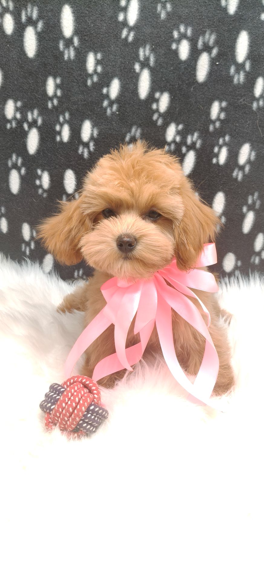 Замечательные щенки Мальтипу ф-1