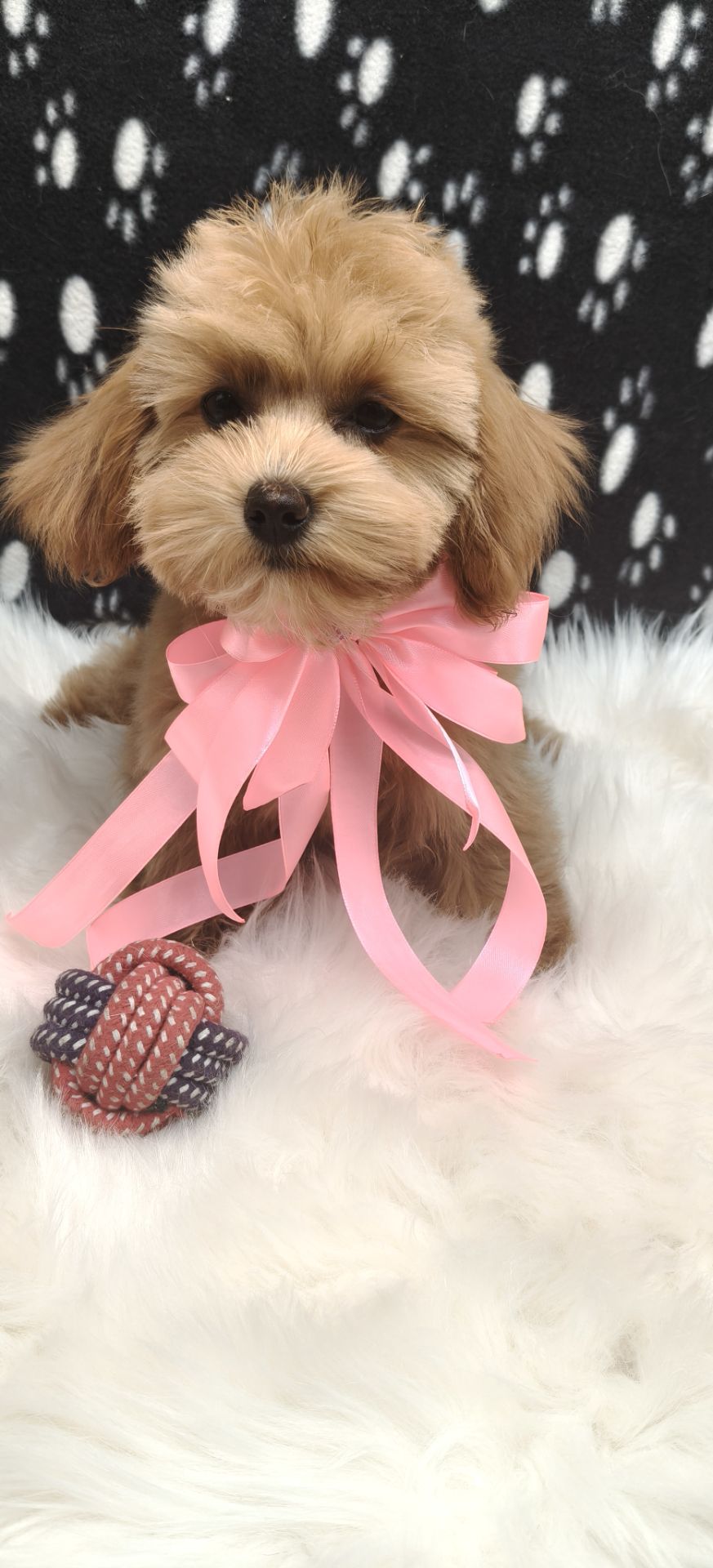 Замечательные щенки Мальтипу ф-1