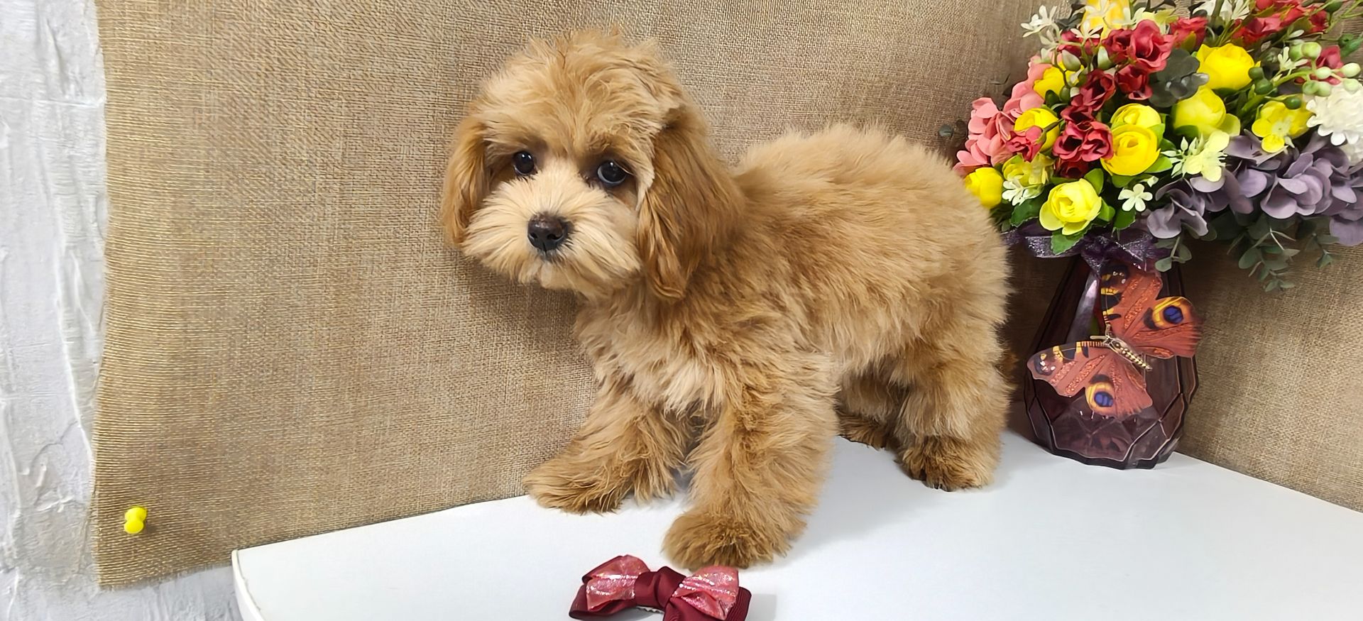 Замечательные щенки Мальтипу ф-1