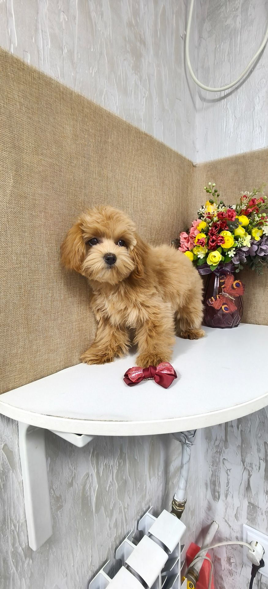 Замечательные щенки Мальтипу ф-1