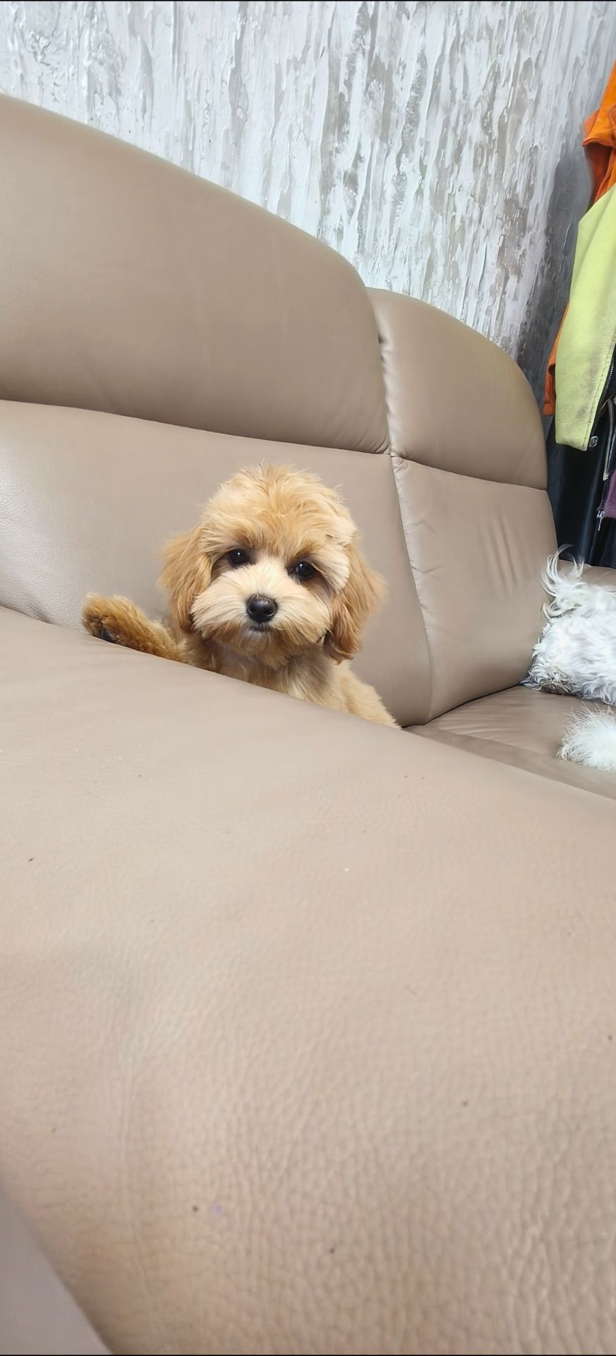 Замечательные щенки Мальтипу ф-1