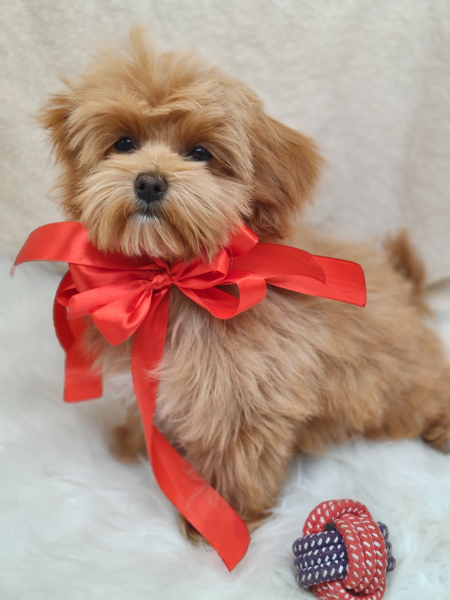 Замечательные щенки Мальтипу ф-1