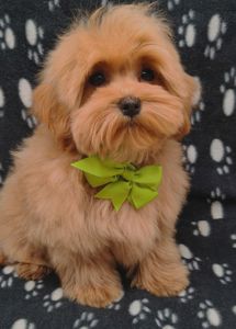 Замечательные щенки Мальтипу ф-1