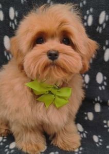 Замечательные щенки Мальтипу ф-1