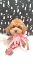 Замечательные щенки Мальтипу ф-1