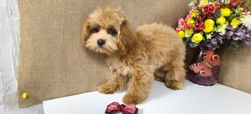 Замечательные щенки Мальтипу ф-1