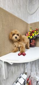 Замечательные щенки Мальтипу ф-1