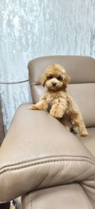 Замечательные щенки Мальтипу ф-1