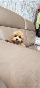 Замечательные щенки Мальтипу ф-1