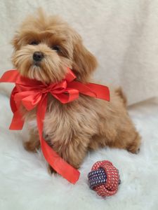 Замечательные щенки Мальтипу ф-1