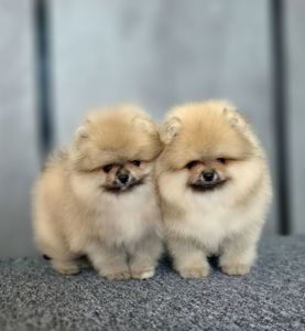 Померанський шпіц