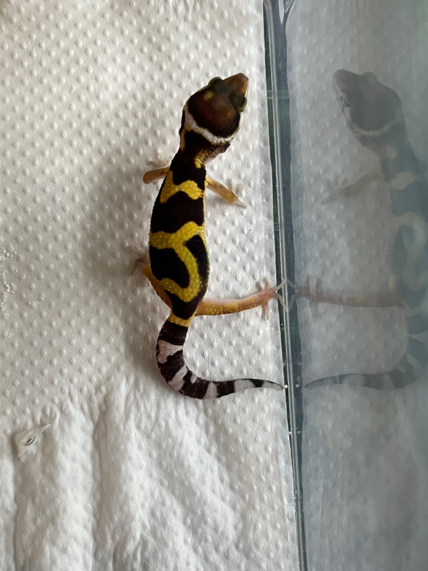 Эублефар, леопардовый геккон