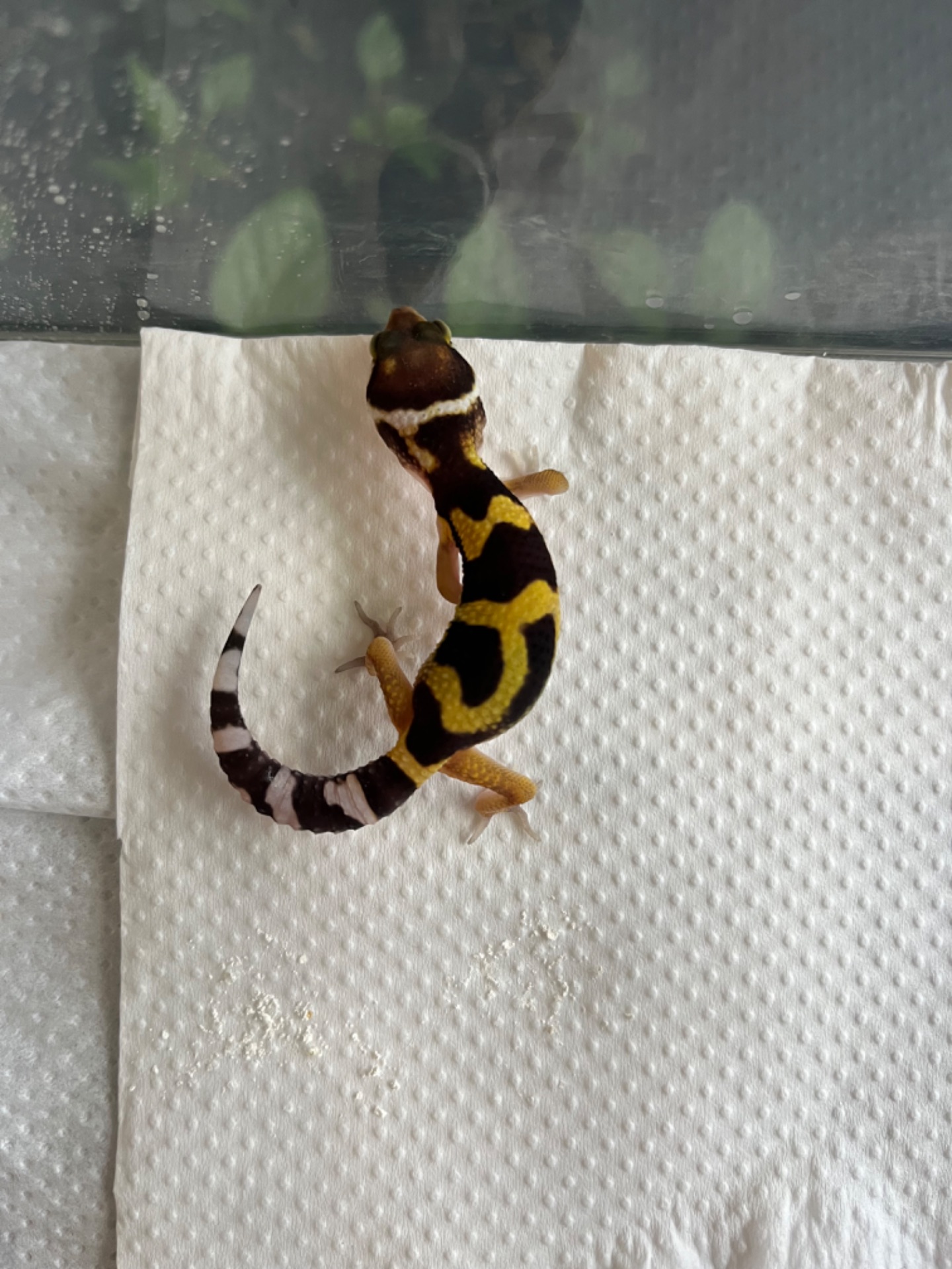 Эублефар, леопардовый геккон