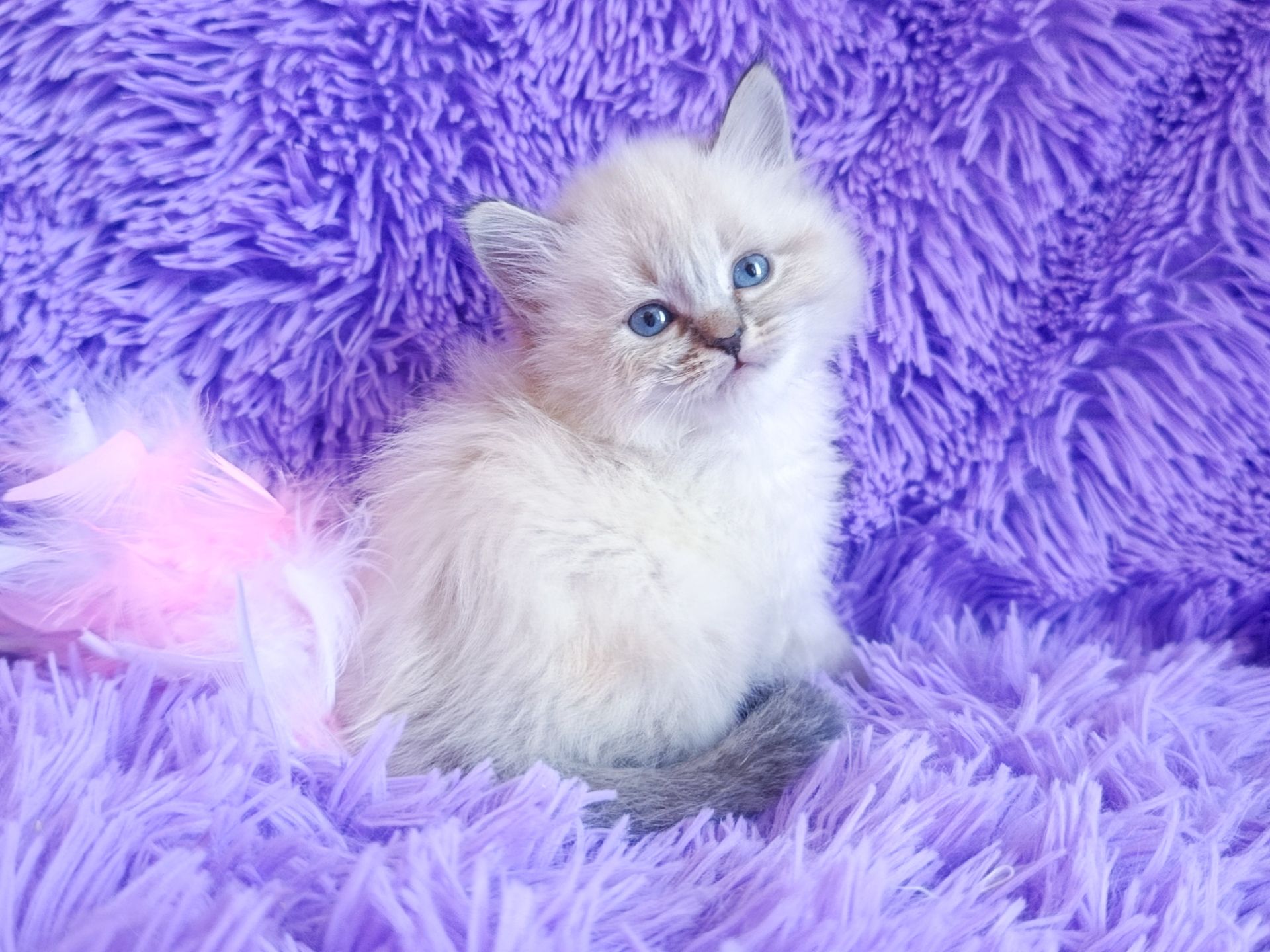 Невська маскарадна дівчинка з документами Delina