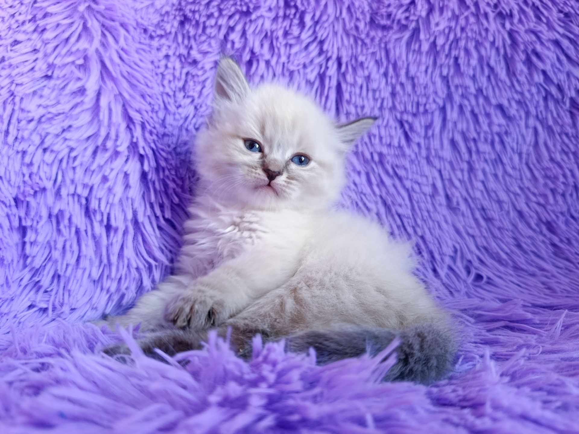 Невська маскарадна дівчинка з документами Delina